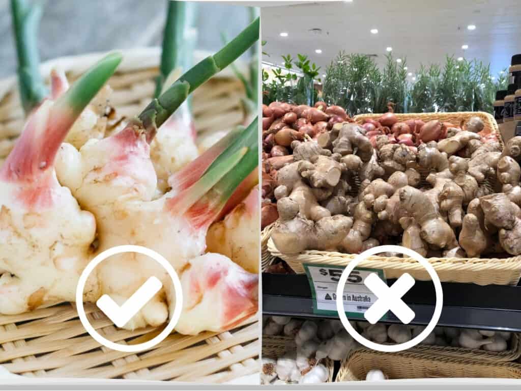 new ginger rhizomes on the left and ordinary ginger on supermarket shelf on the right 