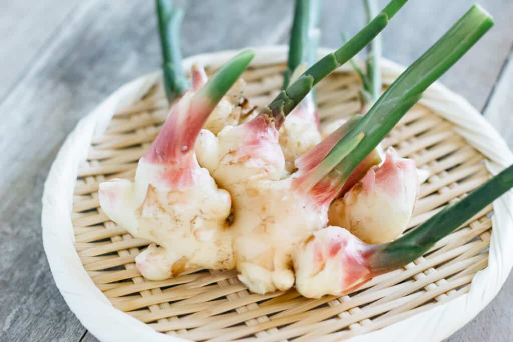 new ginger rhizomes just harvested on a bamboo tray